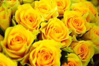 Group of beautiful yellow roses texture background