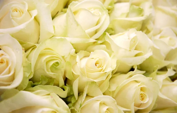 Group of beautiful white roses texture background — Stock Photo, Image