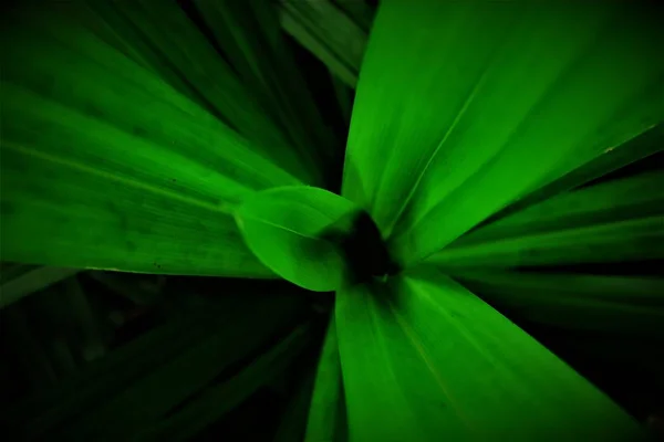 Leaves Green Black Shows Dark Side Natural Concepts — Stock Photo, Image