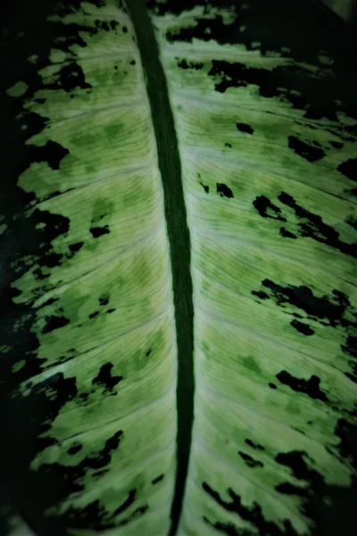 Bladeren Groen Zwart Toont Donkere Kant Van Natuurlijke Concepten — Stockfoto