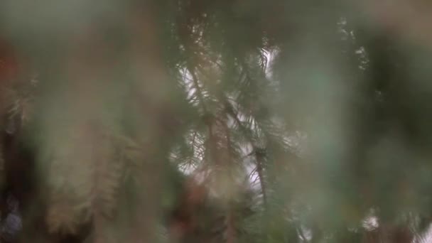 Evergreen Gałęzie Drzewa Zamknąć Wygląd Krajobraz Zewnątrz Sezon Zimowy — Wideo stockowe