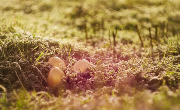 Carta Parati Pasqua Uova Oro Sull Erba Primaverile Nelle Giornate — Foto Stock