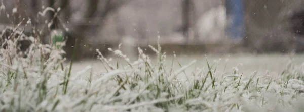 Zielona Trawa Rośnie Przez Pokrywę Śnieżną Wczesną Wiosną Niski Kąt — Zdjęcie stockowe