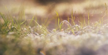 Yeşil çayır güneş ışınları. Erken bahar duvar kağıdı. Doğa arka planda. 