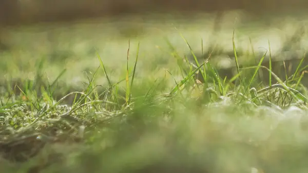 Prato Verde Prato Raggi Del Sole Carta Parati Inizio Primavera — Foto Stock