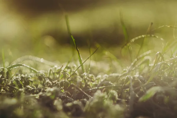 Prato Verde Prato Raggi Del Sole Carta Parati Inizio Primavera — Foto Stock