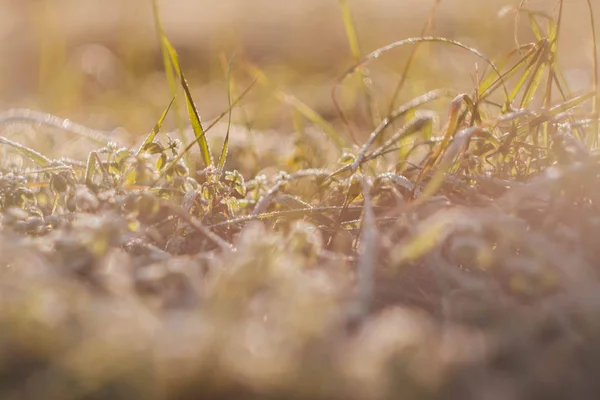 Herbe Verte Prairie Rayons Soleil Fond Écran Printemps Tôt Nature — Photo