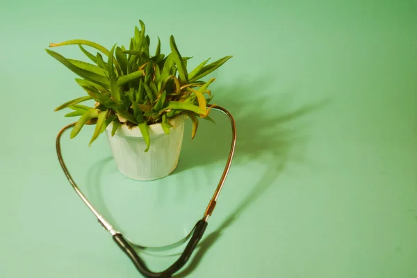 aloe plant in white pot. Sick plant stethoscope. Environment protection. Herbal medicine. Homeopathic doctor. Natural first aid