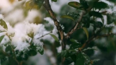 Karla kaplı yeşil bitki çalısı. Sarı ışıklar parlıyor. Kış manzarası. Karlı hava. Noel doğası