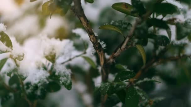 Grön Växtbuske Med Snötäcke Gult Ljus Bländar Vinterlandskap Snöigt Väder — Stockvideo