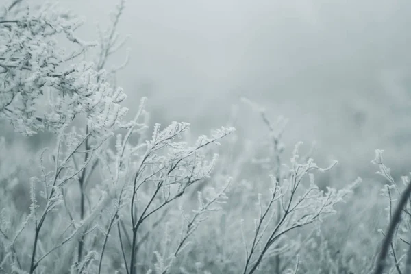 Χειμερινό Τοπίο Ταπετσαρία Χιόνι Θάμνο Και Δέντρο Παγωμένα Κλαδιά Λευκό — Φωτογραφία Αρχείου