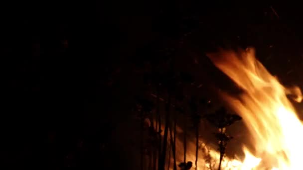 Cerca Quema Hierba Seca Bosque Por Noche Incendio Forestal — Vídeo de stock