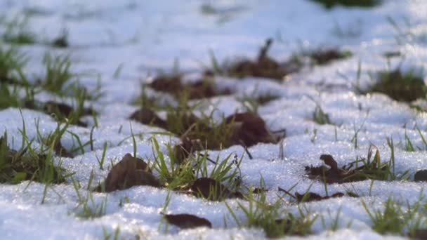 Grünes Gras Wächst Durch Die Schneebedeckte Landschaft Vorfrühlingszeit Sonnenscheindauer — Stockvideo
