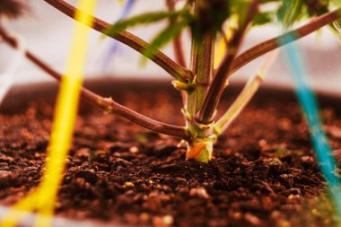 Düşük stresli esrar eğitimi. İçerde marihuana yetiştiriyorum. Tıbbi kullanım