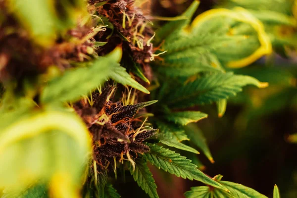 Roślina Konopi Pączkami Hoduję Marihuanę Medyczne Szczepy Cbd — Zdjęcie stockowe
