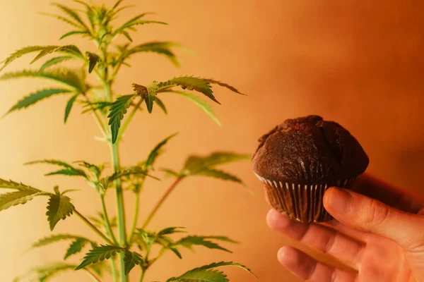 Kenevirli çikolatalı kek. CBD yemeği. Tıbbi marihuana. Endişe tedavisi 