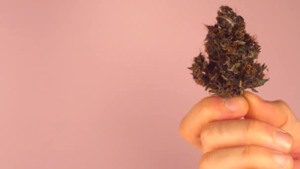 Hombre Sosteniendo Brote Cannabis Mano Cultivo Marihuana Fondo Rosa Copiar — Vídeos de Stock