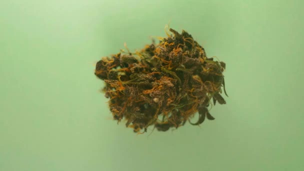 Los Brotes Cannabis Yacen Sobre Fondo Colorido Detener Efecto Movimiento — Vídeos de Stock