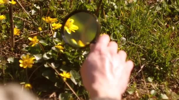 Homem Olha Para Abelhas Através Lupa Entusiasta Natureza Projecto Escolar — Vídeo de Stock