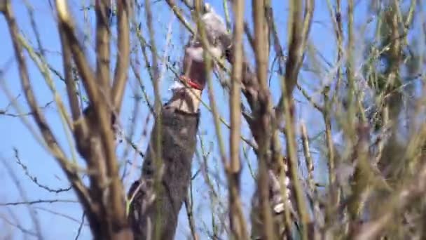 Skogshuggare Syr Fruktträd Gården Trädgårdsskötsel Våren Skötsel Träd — Stockvideo