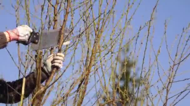 Bûcheron Cousant Des Arbres Fruitiers Dans Cour Jardinage Domicile Printemps — Video