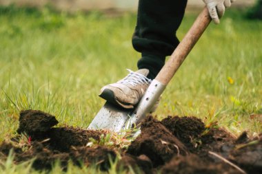 Adam metal kürekle toprağı kazıyor. Bitki tohumu için toprak kazıyorum. Tarım konsepti. Eldivenli bir işçi. Boşluğu kopyala. 