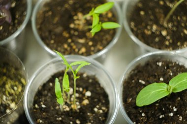 Evdeki mikroyeşil çiftlik. Plastik bardakta filizler. Sağlıklı beslenme. Süper yiyecek konsepti. 