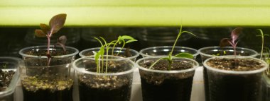 Evdeki mikroyeşil çiftlik. Plastik bardakta filizler. Sağlıklı beslenme. Süper yiyecek konsepti. 