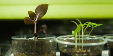 Evdeki mikroyeşil çiftlik. Plastik bardakta filizler. Sağlıklı beslenme. Süper yiyecek konsepti. 