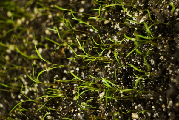 Mikrogrön Gård Hemma Groddar Mönster Hälsosam Mat Superfood Konceptet — Stockfoto