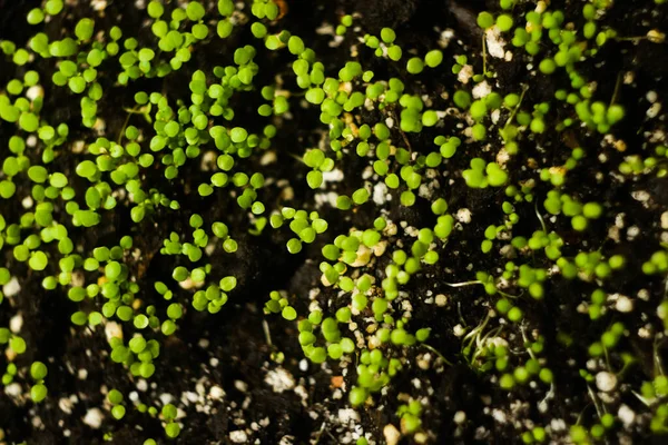 Mikrogrön Gård Hemma Groddar Mönster Hälsosam Mat Superfood Konceptet — Stockfoto