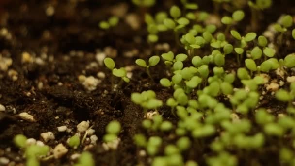 Κοντινό Πράσινο Φυτρώνει Στο Έδαφος Φάρμα Στο Σπίτι Σκέψη Σούπερ — Αρχείο Βίντεο