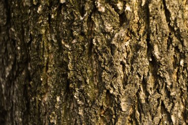 Tahta kabuk dokusu. Yüzeyde yosun ve çizikler var. Doğal arka plan. Çevre konsepti. Boşluğu kopyala