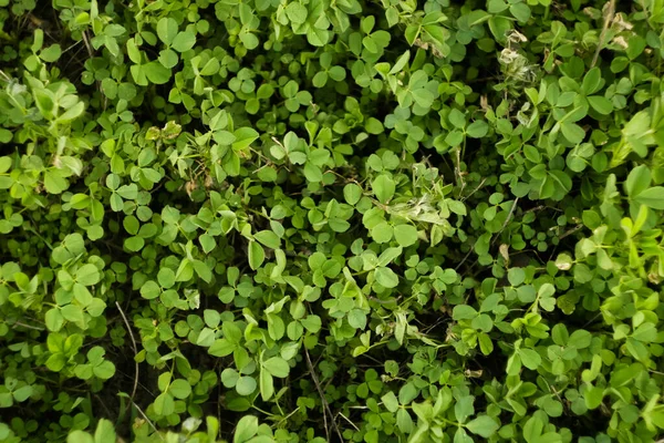 Top View Λιβάδι Ταπετσαρία Μικροσκοπική Υφή Φυτών Πράσινο Φόντο Αντιγραφή — Φωτογραφία Αρχείου