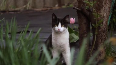 Kameraya bakan sevimli bir kedi gördüm. Kitty bahçede yürüyor. 