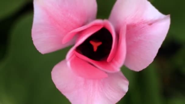 Bovenaanzicht Roze Tulp Groene Achtergrond Bloeiende Bloemen Voorjaarstijd — Stockvideo