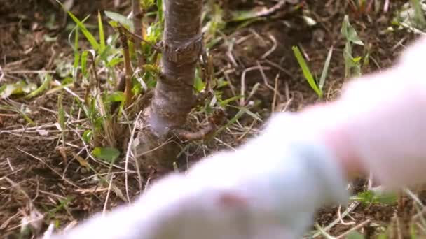 괭이로 잔디를 손으로 잡초를 정원가꾸기 나무를 돌보라 — 비디오