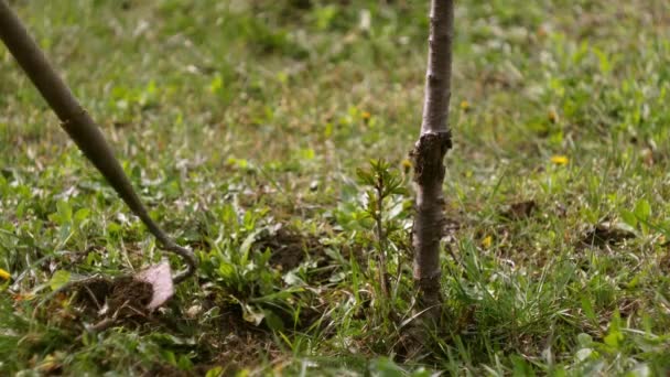 靴で草をきれいにする 手で雑草を取り除く 園芸の概念 若い木の世話をする — ストック動画