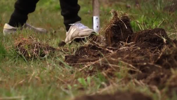 Zamknij Człowieka Kopiącego Ziemię Łopatą Przygotowanie Gruntu Pod Sezon Uprawy — Wideo stockowe