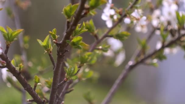 Kvetoucí Třešeň Brzy Jaře Zahradní Koncept Pozadí Přírody — Stock video