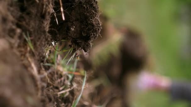 Agricultor Escavar Solo Preparar Terreno Para Cultivo Concentra Primeiro Plano — Vídeo de Stock