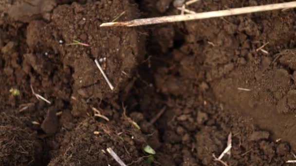 Bodenbeschaffenheit Ausgegraben Schmutz Und Grasstücke Landwirtschaftskonzept — Stockvideo