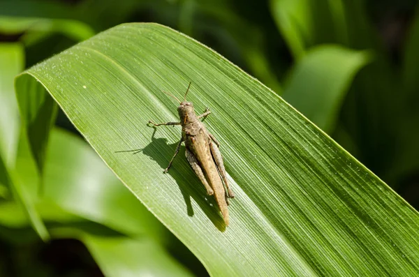 On a maize leaf, basking in the sun is the back view of a brown gomphocerippus rufus grasshopper, of pronounced margin body shape, with antennas stretched forward, front legs apart, and back legs bent at knee and close to its body.