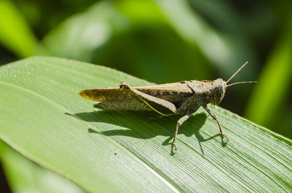 On a maize leaf, basking in the sun is a brown gomphocerippus rufus grasshopper, of pronounced margin body shape, with antennas stretched forward, front legs apart, and back legs bent at knee and close to its body.