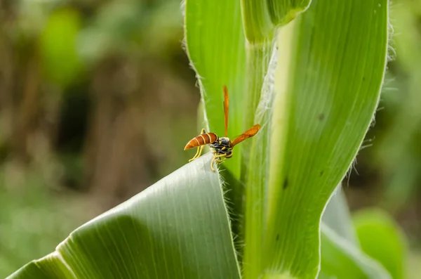 Une Guêpe Polistes Exclamans Rouge Jaune Noire Est Sur Bord — Photo