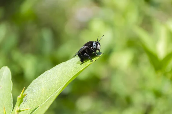 Atterrissage Sur Une Feuille Tilleul Vert Sur Fond Vert Est — Photo