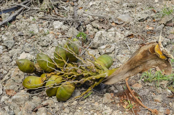 Ein Bündel Kleiner Reifer Kokosnüsse Die Von Der Trockenheit Betroffen — Stockfoto
