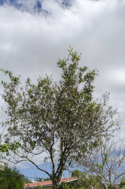 Mavi gökyüzünün altında meyvesiz, küçük, uzun bir elma ağacı kısmen katman bulutlarla kaplı.