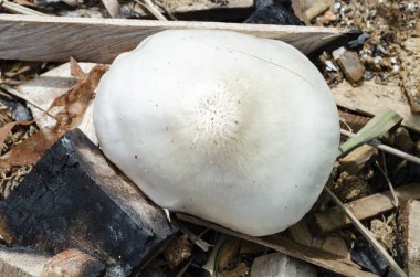 Tahta parçalarının arasında büyüyen mantarların üst görüntüsü. Başlangıçta kapaklar pürüzsüz, beyaz ve yuvarlak şeklindedir. Olgunlaştıkça da kapaklar yarılmış bukleli çiçekler gibi açılır ve beyaz solungaçlarını ortaya çıkarır..
