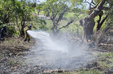 Jamaika 'da uzun hortumlu itfaiye görevlileri ve yüksek enerjili su ile söndürme ve soğutma amaçlı kuru ağaç söndürme girişimi tarım arazisi hazırlığı sırasında başladı.